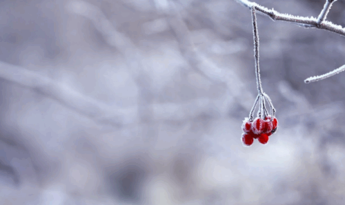 Winter Service Checklist for Your Fleet