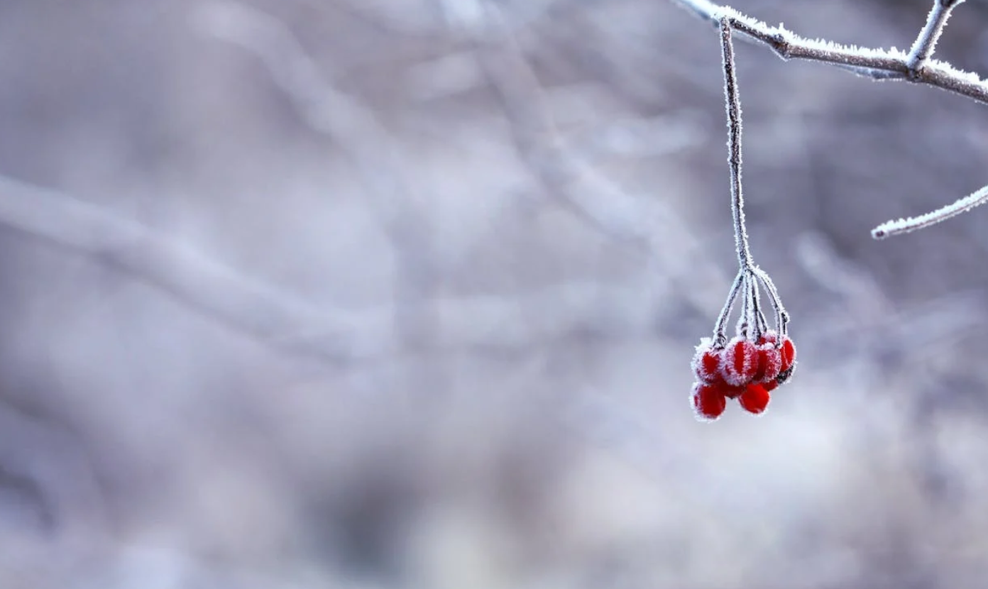 Frosted tree in winter